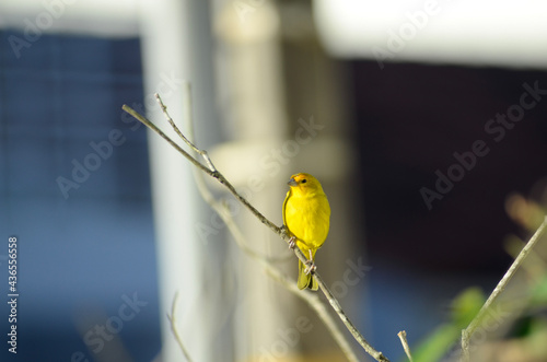 yellow wagtail on a branch
