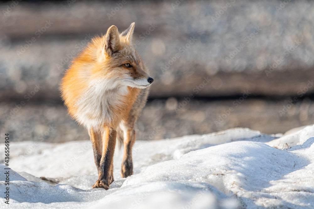 Naklejka premium One red wild fox seen walking across a snowy landscape in northern Canada during spring time. Blurred background in Yukon Territory. 