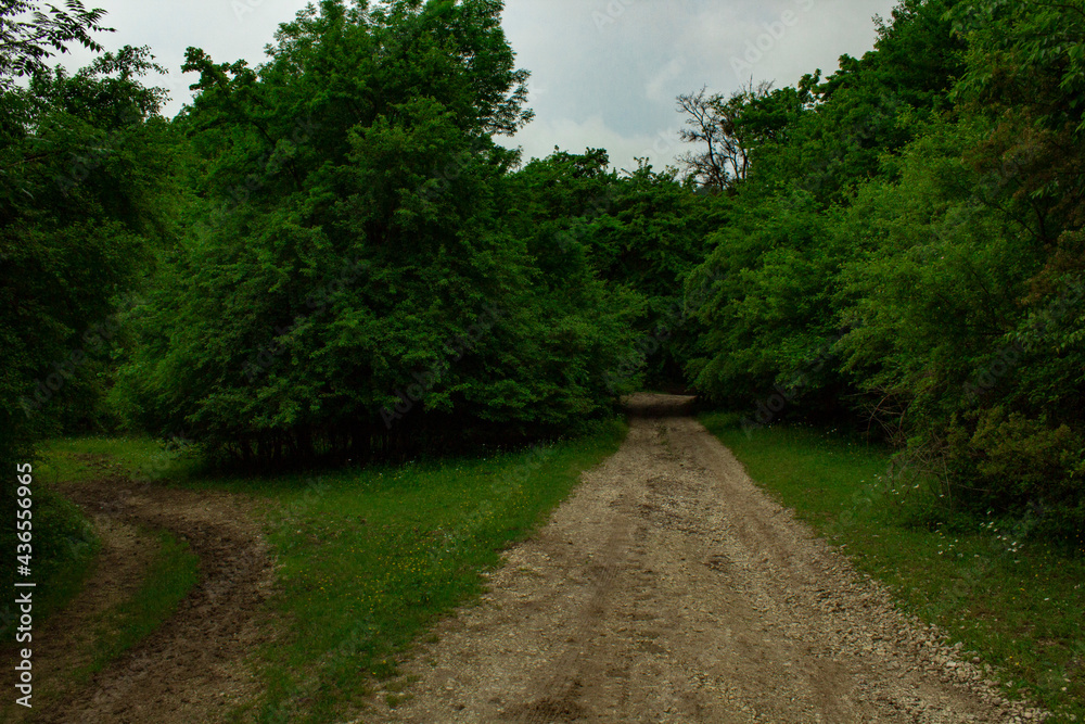 road in the forest