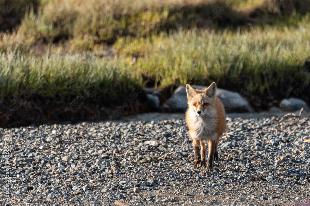 One red wild fox seen walking across a rocky landscape in northern Canada during spring time. One red wild fox seen walking across a rocky landscape in northern Canada during spring time.