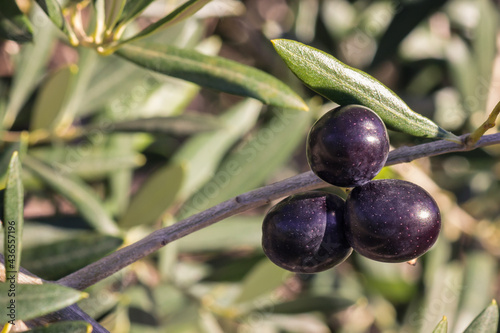 closeup of ripe black Spanish olives hanging on olive tree branch with blurred background and copy space