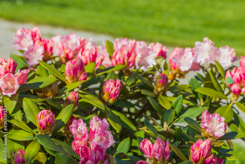Beautiful view of blooming pink rhododendron flower. Beautiful view of blooming pink rhododendron flower.