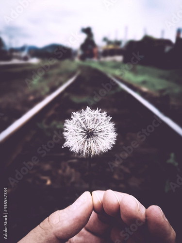 dandelion in the hand