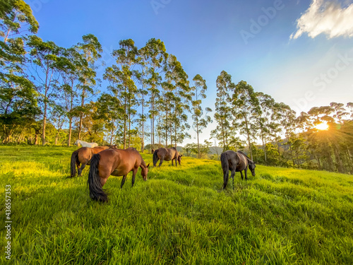 horses in the field