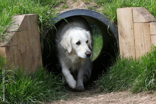 Golden retriever walking through tunnel looking to the right