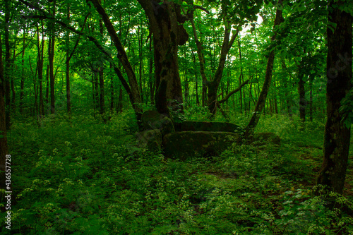 stone structure dolmen in forest