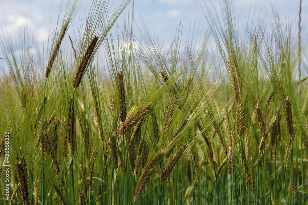 Green wheat field on a sunny day with blue sky.