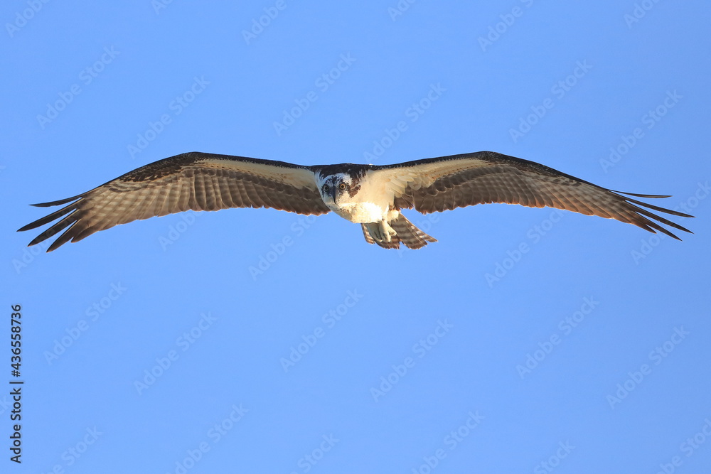 Osprey, Pandion haliaetus, Sebastian Inlet  Sate Park, Florida, USA