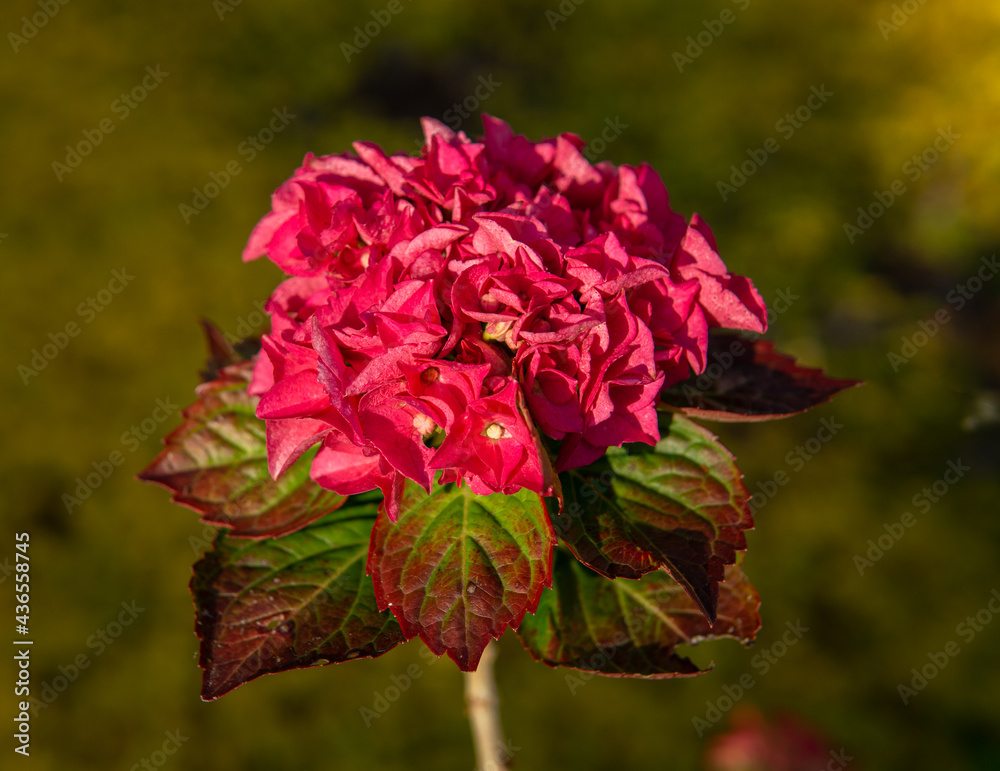 Fototapeta premium Flor en Leioa 