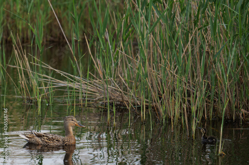 wild duck with duckling on lake beside a green reeds 