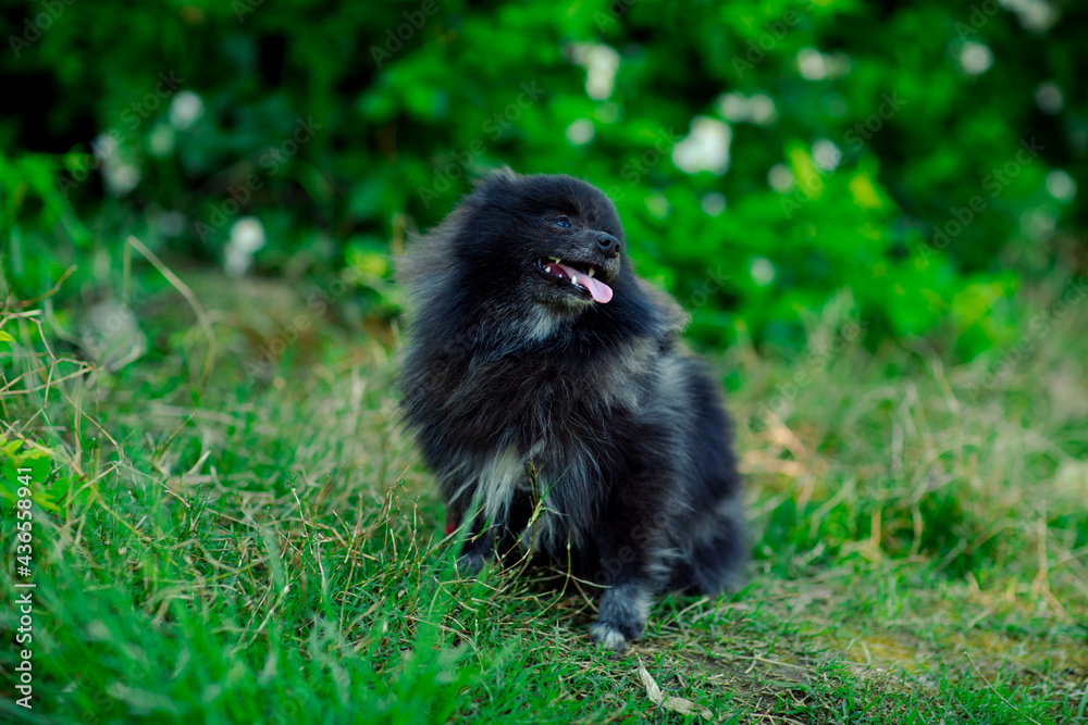 a small, black, domestic dog of the Pomeranian breed sits under a green tree in the park a small, black, domestic dog of the Pomeranian breed sits under a green tree in the park