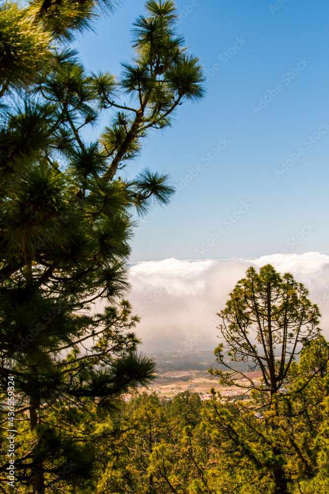 Mar de nubes y vegetación en la isla de Tenerife