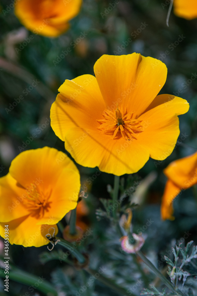 Eschscholzia californica pertenece a la familia Papaveraceae Eschscholzia californica pertenece a la familia Papaveraceae