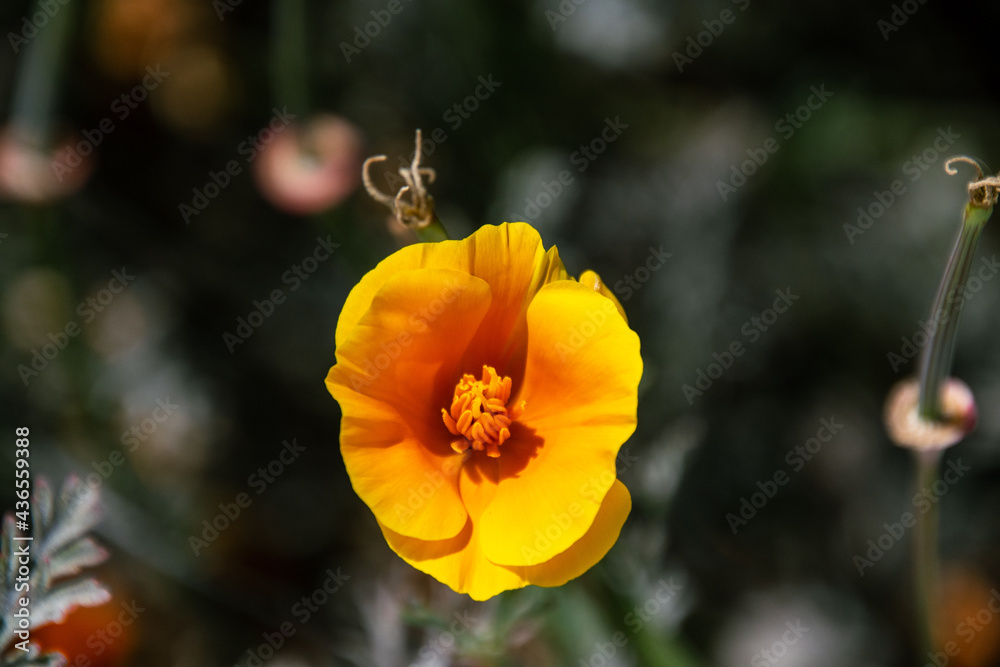 Obraz premium Eschscholzia californica pertenece a la familia Papaveraceae