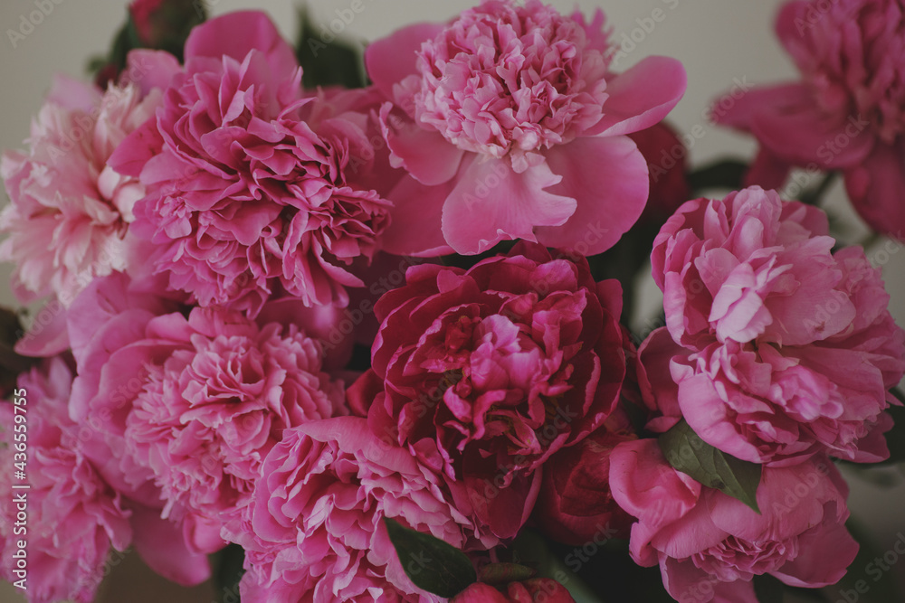 pink hydrangea flowers