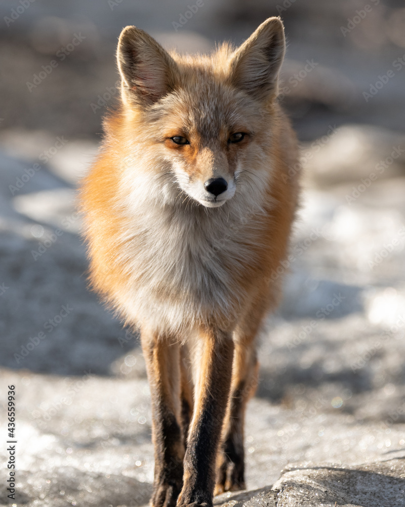 Obraz premium One red wild fox seen walking across a snowy landscape in northern Canada during spring time. Blurred background in Yukon Territory. 