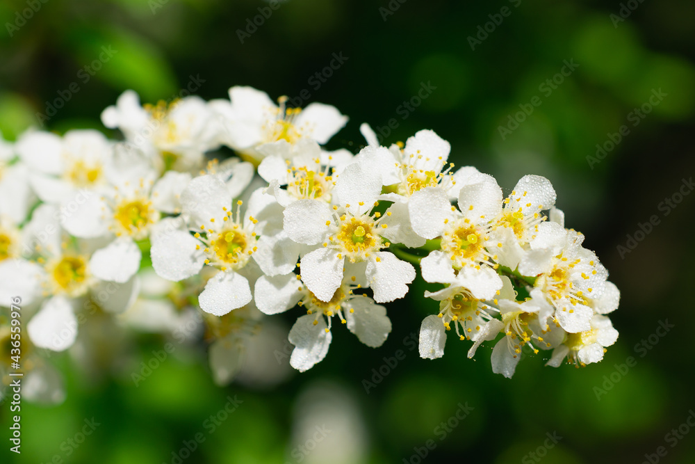 A small twig with flowers.