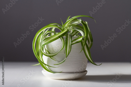 Small indoor plant Chlorophytum or Spider plant in a white flowerpot on a white wooden table