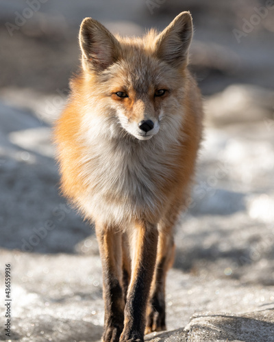 One red wild fox seen walking across a snowy landscape in northern Canada during spring time. Blurred background in Yukon Territory.  © Scalia Media