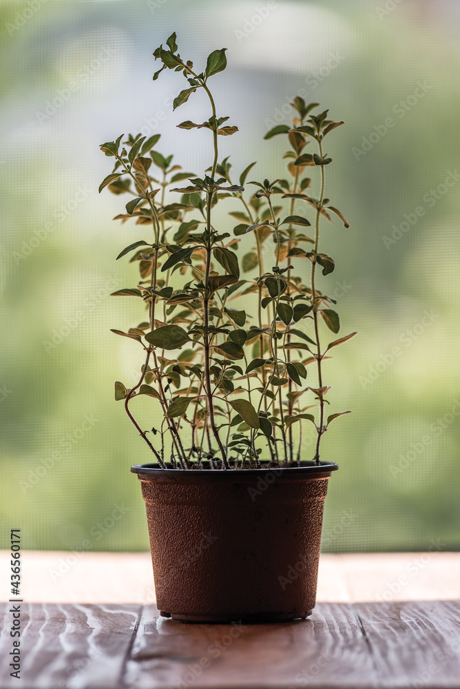 Oregano plant growing in a pot on white background isolated