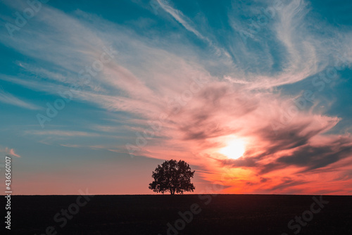 Lonely tree and beautiful sunset.