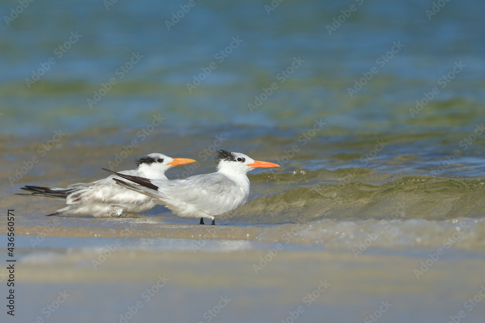 Royal tern, Thalasseus maximus, Saint Andrews Sate Park, Florida, USA Royal tern, Thalasseus maximus, Saint Andrews Sate Park, Florida, USA