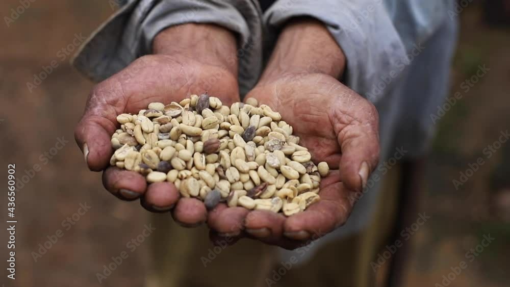 Semillas de cafe en mano de campesino 