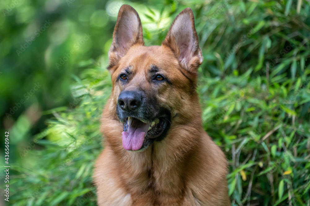 Portrait of a purebred german sheppard dog