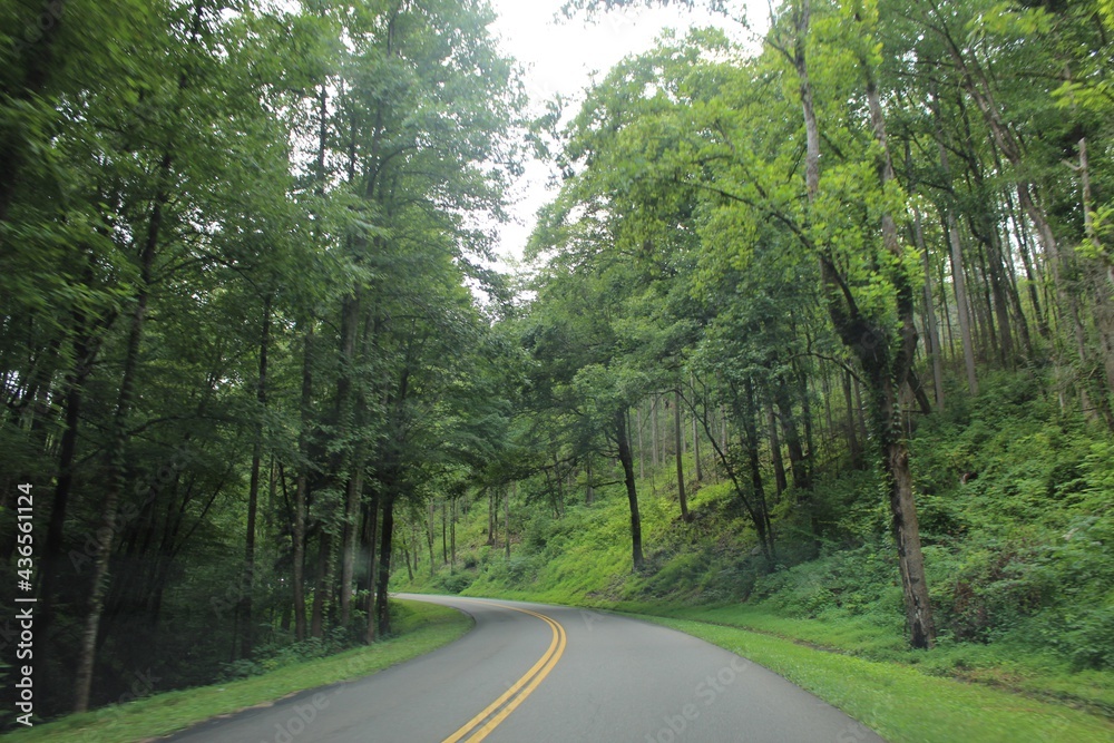 roadway through the trees roadway through the trees