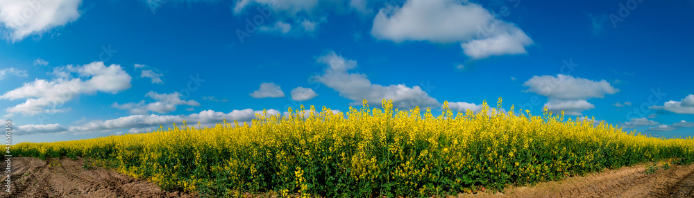 Panorama of yellow rapeseed valley. The mountains and the beautiful spring sky in the background Panorama of yellow rapeseed valley. The mountains and the beautiful spring sky in the background