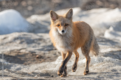 One red wild fox seen walking across a snowy landscape in northern Canada during spring time. Blurred background in Yukon Territory. 