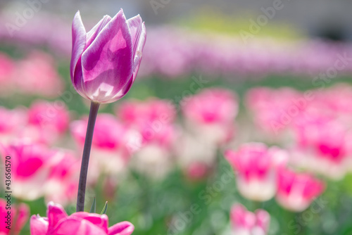 早春に咲くチューリップの花