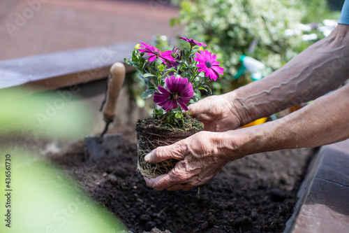 Fototapeta Naklejka Na Ścianę i Meble -  elderly woman planting flowers in small terrace garden