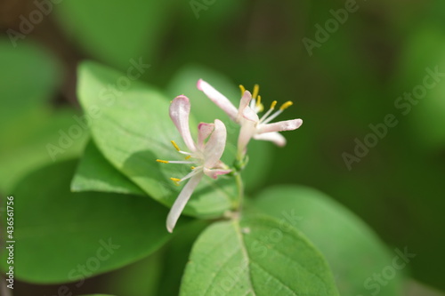 A close up of Honesuckle flowers