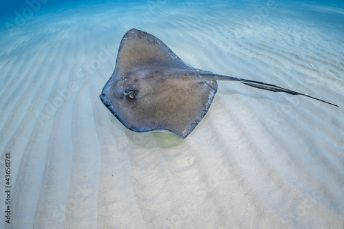 Stingray on shallow sand bar