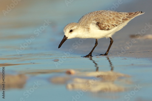 Sanderling, Calidris alba, Saint Andrews Sate Park, Florida, USA