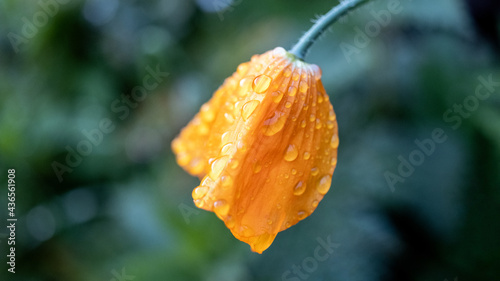 A bright orange Poppy covered in water droplets from the rain