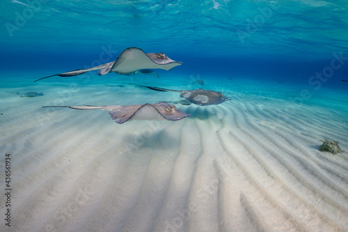 Stingray on shallow sand bar