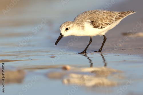 Sanderling, Calidris alba, Saint Andrews Sate Park, Florida, USA