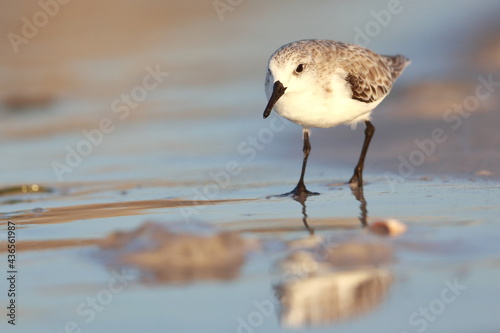 Sanderling, Calidris alba, Saint Andrews Sate Park, Florida, USA