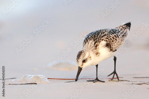 Sanderling, Calidris alba, Saint Andrews Sate Park, Florida, USA photo