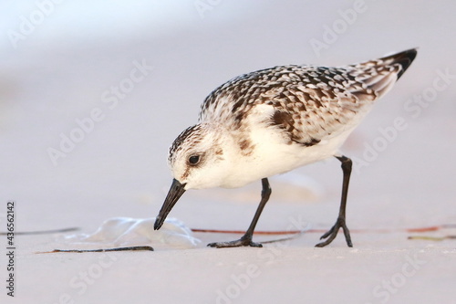 Sanderling, Calidris alba, Saint Andrews Sate Park, Florida, USA