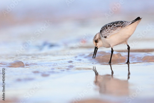 Sanderling, Calidris alba, Saint Andrews Sate Park, Florida, USA