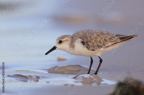 Sanderling, Calidris alba, Saint Andrews Sate Park, Florida, USA