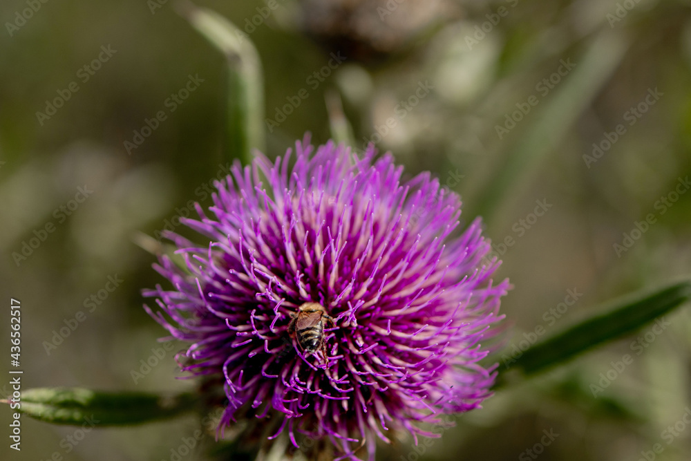 Close up of Bee collects honey from thistle, macro Close up of Bee collects honey from thistle, macro