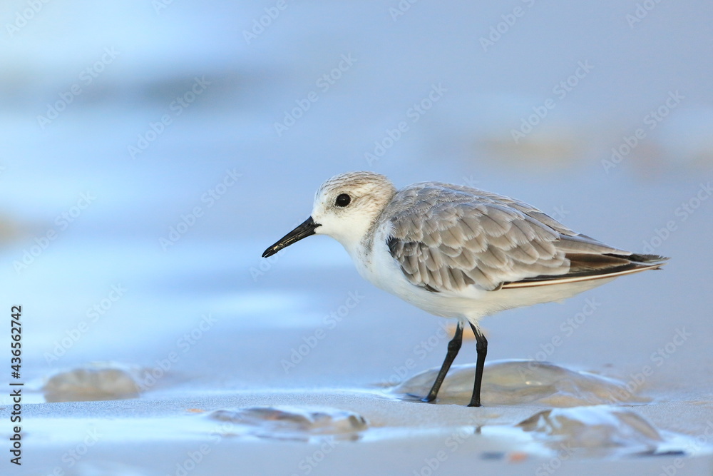 sanderling, Calidris alba, Saint Andrews Sate Park, Florida, USA sanderling, Calidris alba, Saint Andrews Sate Park, Florida, USA