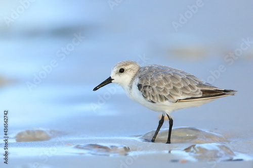sanderling, Calidris alba, Saint Andrews Sate Park, Florida, USA