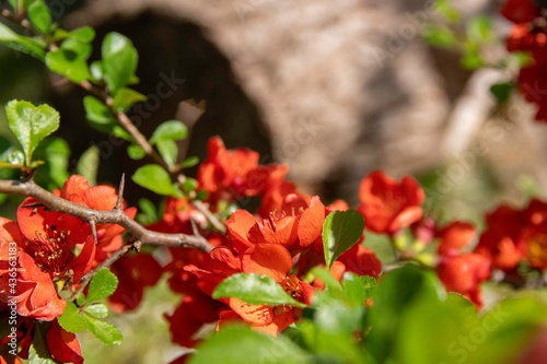 Flowering quince blooms in spring. Red flowers of Chaemnomeles japonica quince. Selective focus