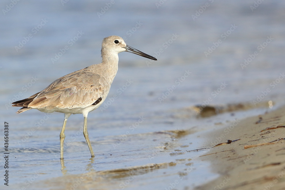 Stilt Sandpiper, Calidris himantopus, Saint Andrews Sate Park, Florida, USA Stilt Sandpiper, Calidris himantopus, Saint Andrews Sate Park, Florida, USA