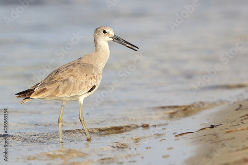 Stilt Sandpiper, Calidris himantopus, Saint Andrews Sate Park, Florida, USA